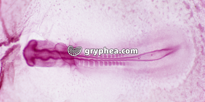 Embryon de Poulet 33h x12 - gryphea.com